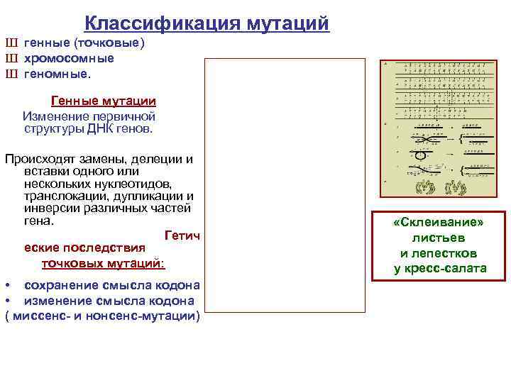 Классификация мутаций Ш генные (точковые) Ш хромосомные Ш геномные. Генные мутации Изменение первичной структуры