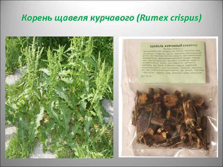 Корень щавеля курчавого (Rumex crispus) 