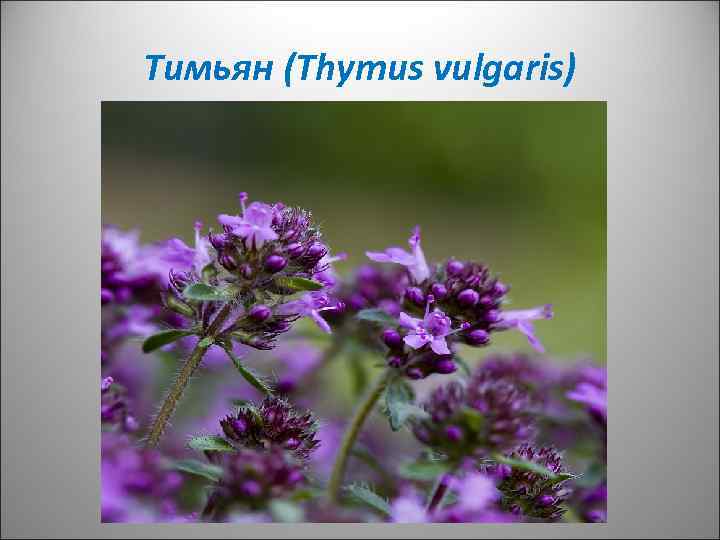 Тимьян (Thymus vulgaris) 