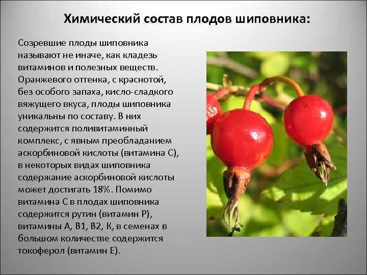 Химический состав плодов шиповника: Созревшие плоды шиповника называют не иначе, как кладезь витаминов и