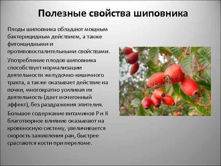 Полезные свойства шиповника Плоды шиповника обладают мощным бактерицидным действием, а также фитонцидными и противовоспалительными