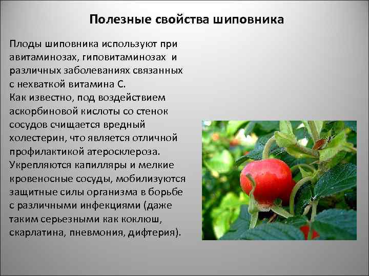 Полезные свойства шиповника Плоды шиповника используют при авитаминозах, гиповитаминозах и различных заболеваниях связанных с