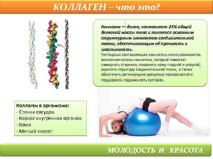 КОЛЛАГЕН – что это? Коллаген — белок, составляет 25% общей белковой массы тела и