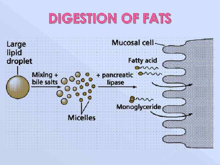 DIGESTION OF FATS 
