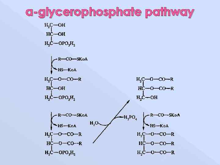 α-glycerophosphate pathway 