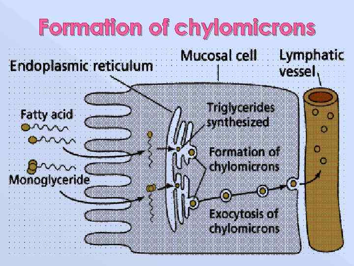 Formation of chylomicrons 