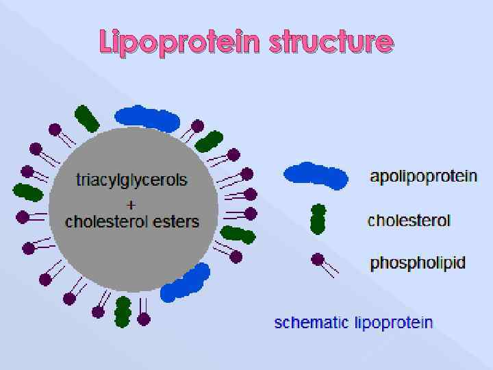 Lipoprotein structure 