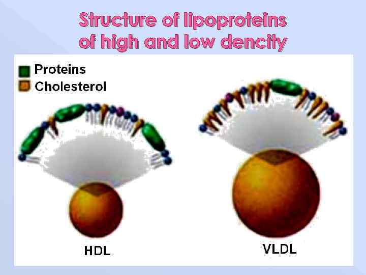 Structure of lipoproteins of high and low dencity 