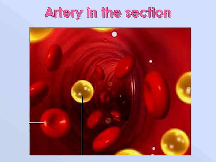 Artery in the section 