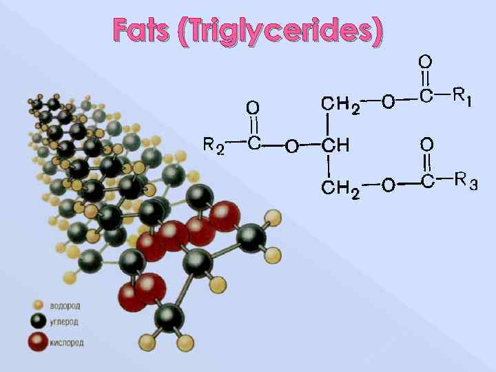 Fats (Triglycerides) 