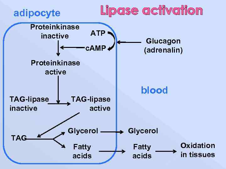 Lipase activation adipocyte Proteinkinase inactive АТP c. АМP Glucagon (adrenalin) Proteinkinase active ТАG-lipase inactive