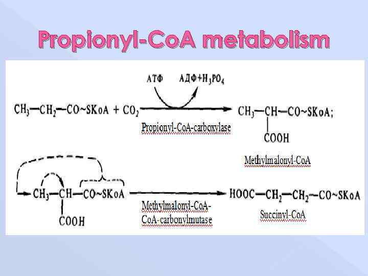 Propionyl-Co. A metabolism 