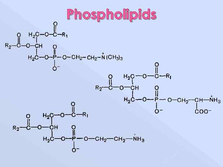 Phospholipids 