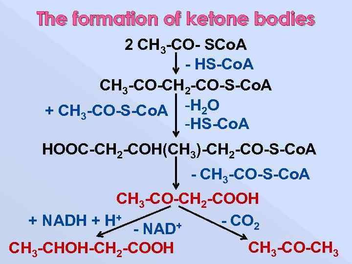 The formation of ketone bodies 2 CH 3 -CO- SCо. А - HS-Cо. А