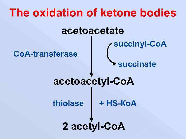 The oxidation of ketone bodies acetoacetate succinyl-Co. A-transferase succinate acetoacetyl-Co. A thiolase + НS-Ко.