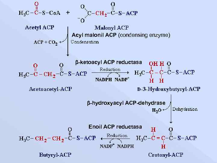 Acyl malonil ACP (condensing enzyme) β-ketoacyl ACP reductasa β-hydroxyacyl ACP-dehydrase Enoil ACP reductasa 