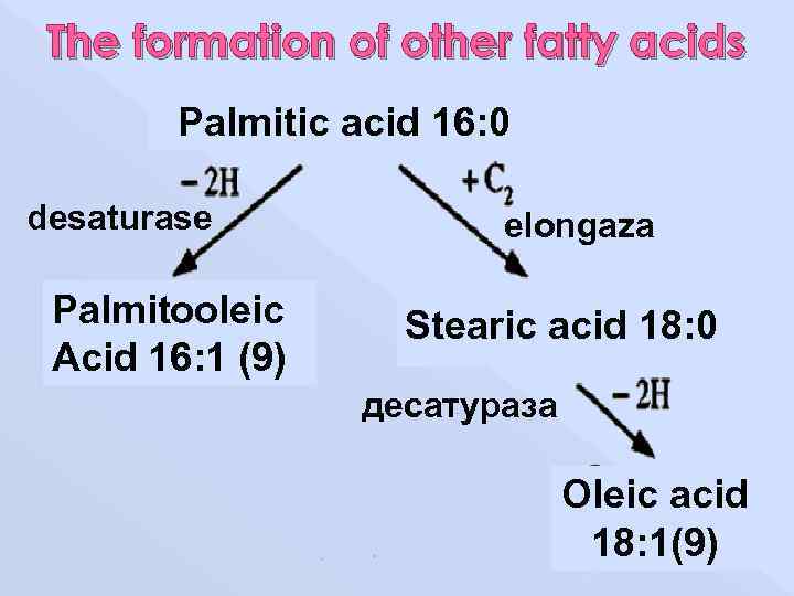 The formation of other fatty acids Palmitic acid 16: 0 desaturase Palmitooleic Acid 16: