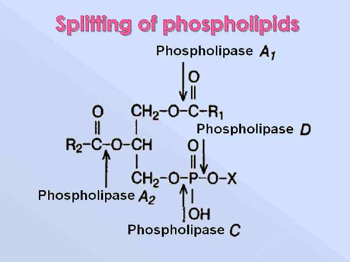 Splitting of phospholipids 