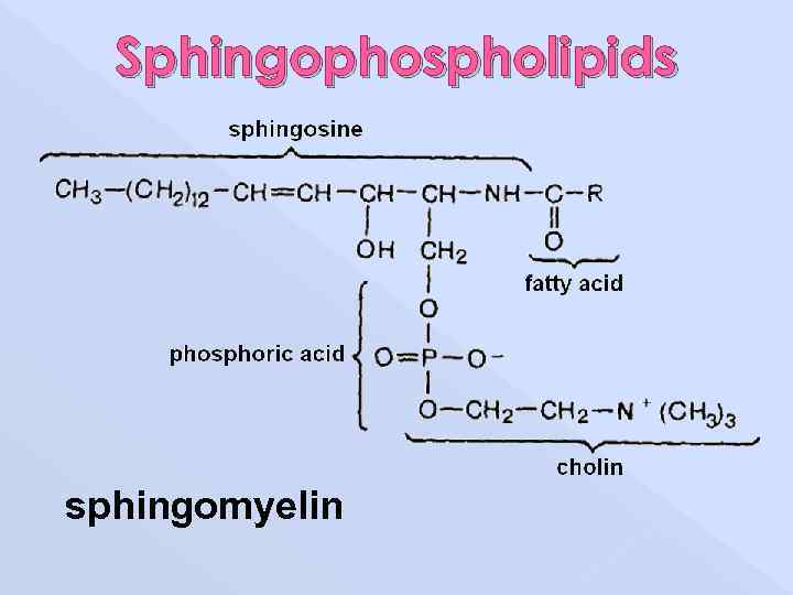 Sphingophospholipids sphingomyelin 