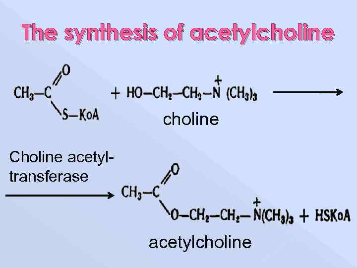 The synthesis of acetylcholine Choline acetyltransferase acetylcholine 