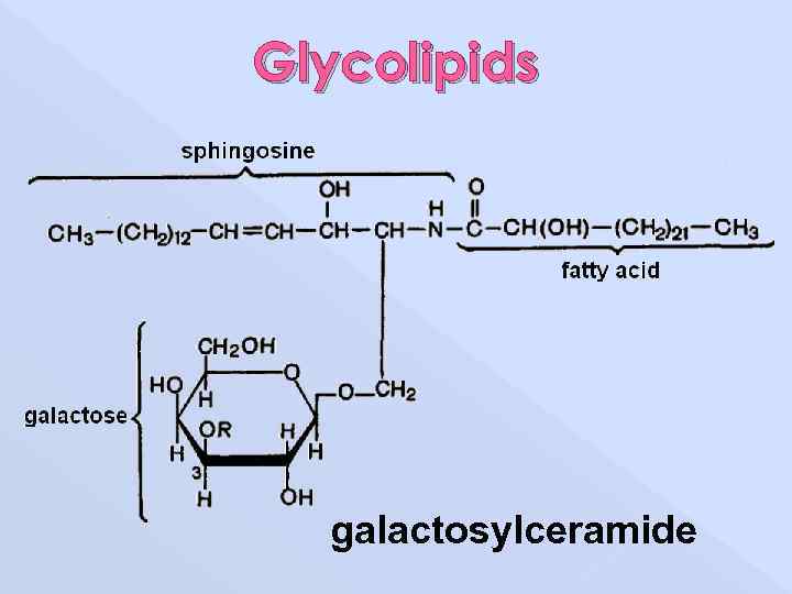 Glycolipids galactosylceramide 
