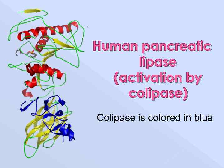 Human pancreatic lipase (activation by colipase) Colipase is colored in blue 