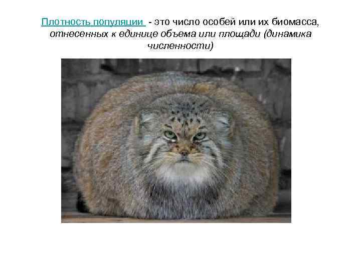 Плотность популяции - это число особей или их биомасса, отнесенных к единице объема или