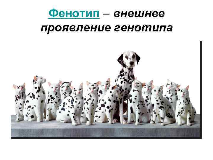 Фенотип – внешнее проявление генотипа 