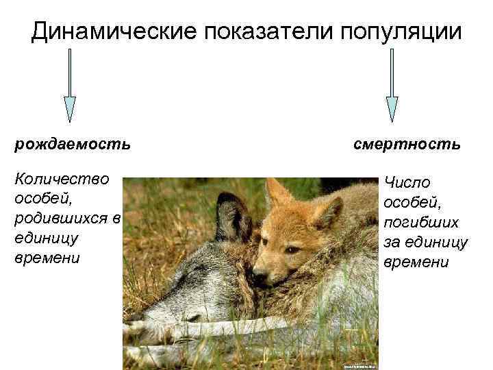 Динамические показатели популяции рождаемость Количество особей, родившихся в единицу времени смертность Число особей, погибших