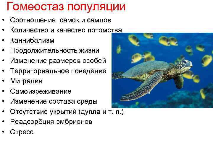 Каких особей. Гомеостаз популяции. Гомеостаз популяции примеры. Гомеостаз популяции это в экологии. Гомеостаз популяции и его механизм.