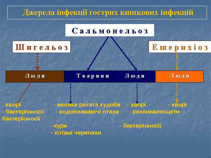 Джерела інфекції гострих кишкових інфекцій Сальмонельоз Шигельоз Люди - хворі - бактеріоносії Ешерихіоз Тварини