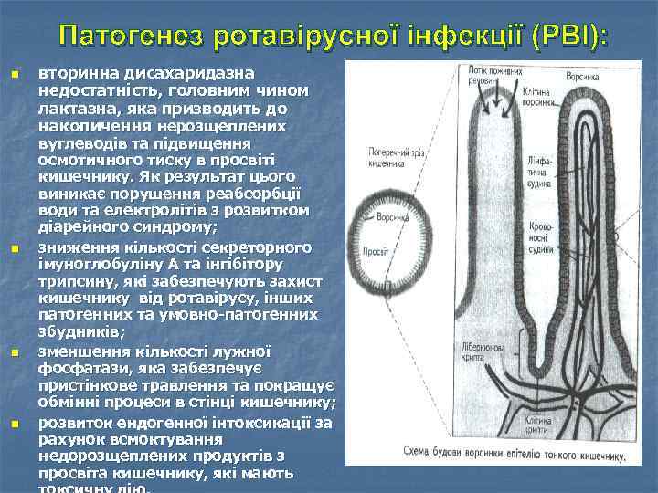 Патогенез ротавірусної інфекції (РВІ): n n вторинна дисахаридазна недостатність, головним чином лактазна, яка призводить