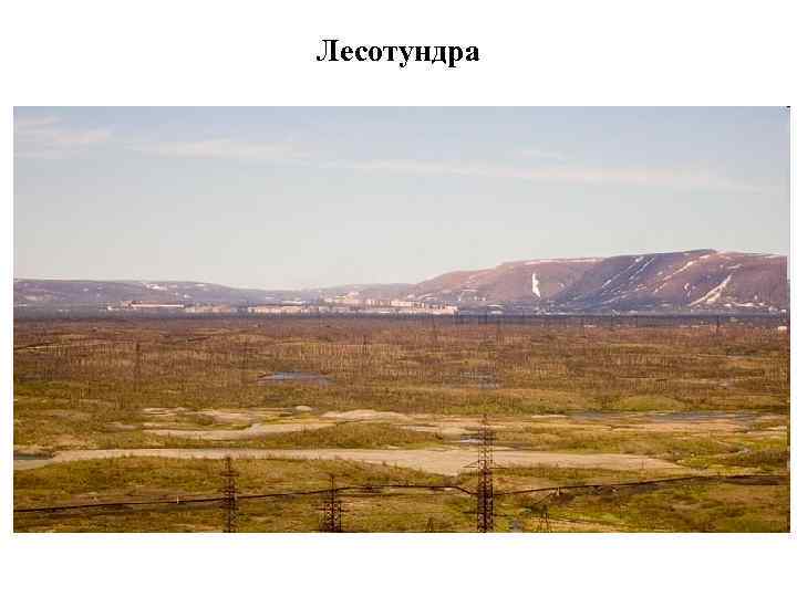 Лесотундра 