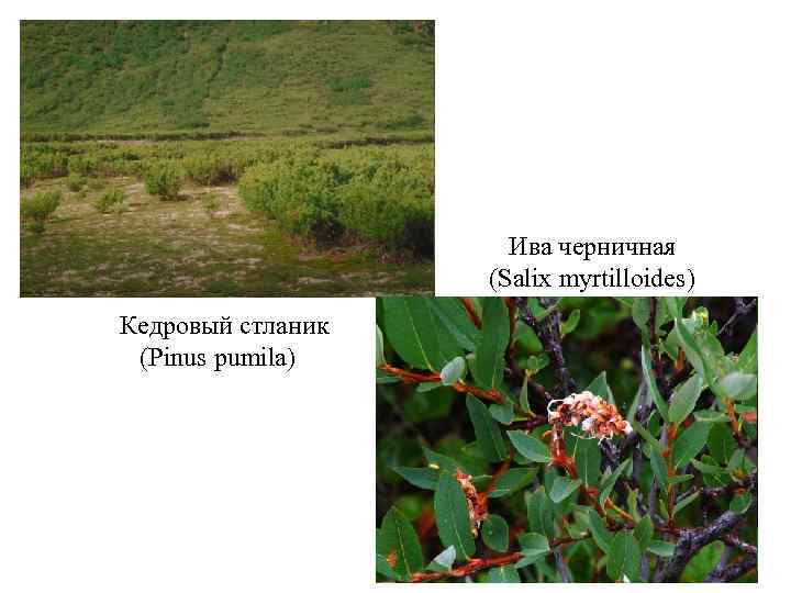 Ива черничная (Salix myrtilloides) Кедровый стланик (Pinus pumila) 