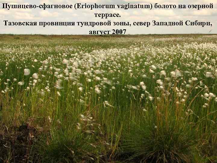 Пушицево-сфагновое (Eriophorum vaginatum) болото на озерной террасе. Тазовская провинция тундровой зоны, север Западной Сибири,