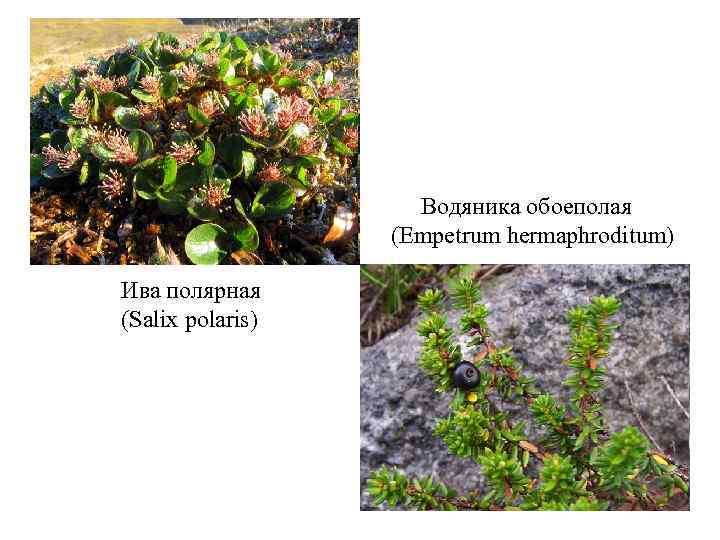 Водяника обоеполая (Empetrum hermaphroditum) Ива полярная (Salix polaris) 