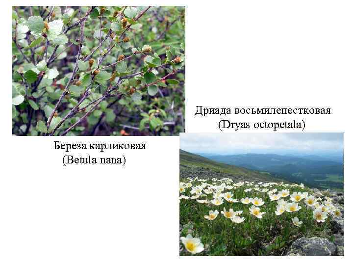 Дриада восьмилепестковая (Dryas octopetala) Береза карликовая (Betula nаnа) 