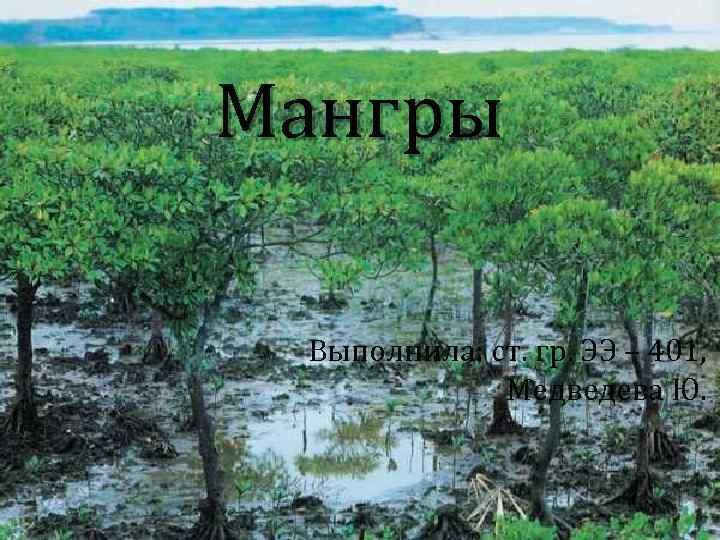Мангры Выполнила: ст. гр. ЭЭ – 401, Медведева Ю. 