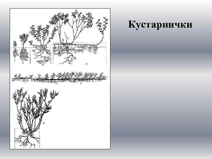 Кустарнички 