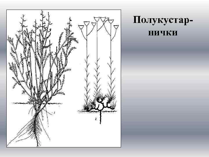 Полукустарнички 