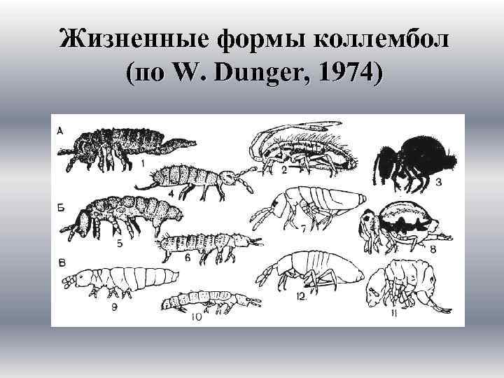 Жизненные формы коллембол (по W. Dunger, 1974) 