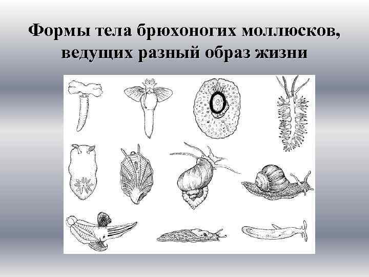 Формы тела брюхоногих моллюсков, ведущих разный образ жизни 