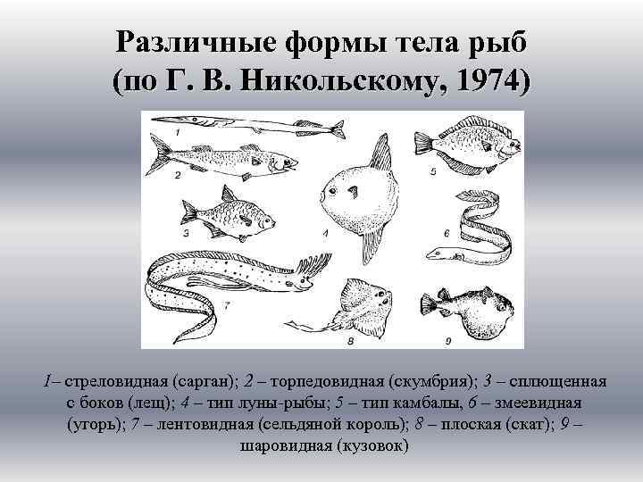 3 формы организмов. Макруровидная форма тела рыб. Торпедовидная форма тела у рыб. Веретеновидная форма тела рыб. Шарообразная форма тела рыб.