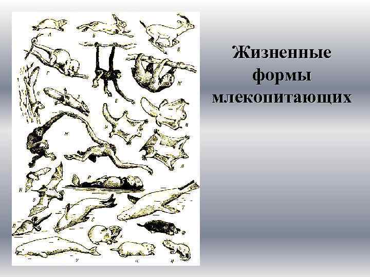 Жизненные формы млекопитающих 