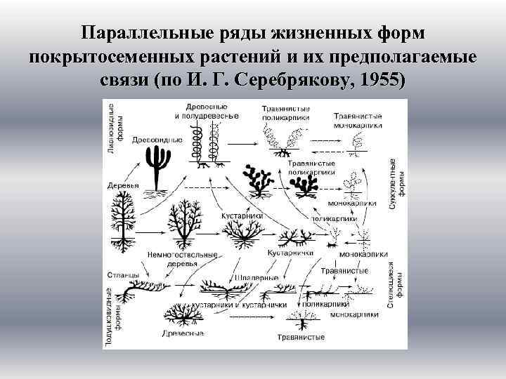 Параллельные ряды жизненных форм покрытосеменных растений и их предполагаемые связи (по И. Г. Серебрякову,