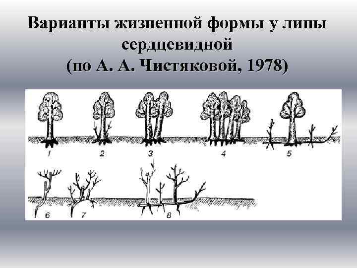 Рисунок жизненных форм. Варианты жизненной формы у липы сердцевидной по а а Чистяковой 1978. Липа мелколистная жизненная форма. Липа сердцевидная жизненная форма. Рисуночная схема этапов развития липы.