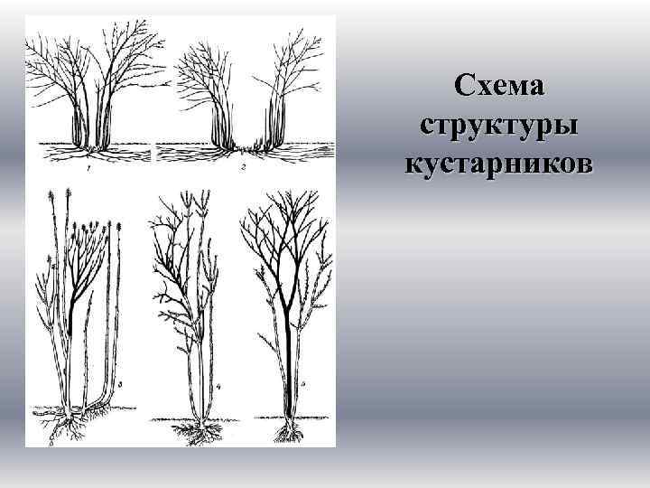 Схема структуры кустарников 