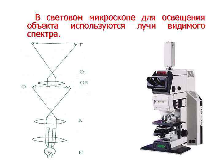 В световом микроскопе для освещения объекта используются лучи видимого спектра. 