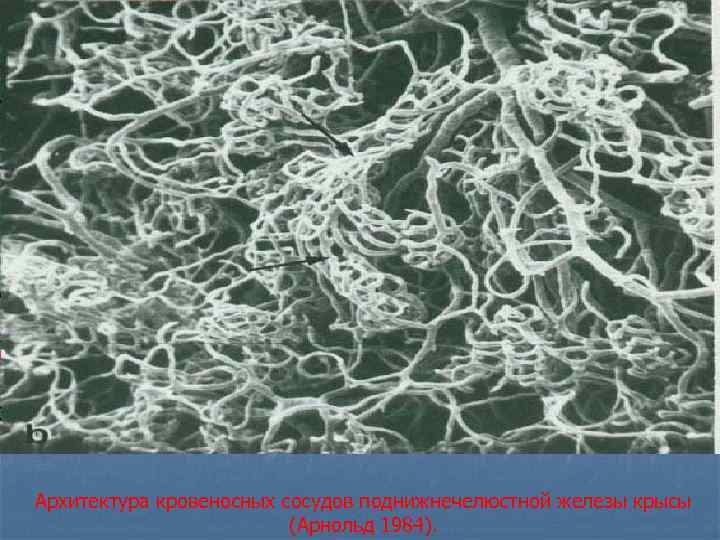 Архитектура кровеносных сосудов поднижнечелюстной железы крысы (Арнольд 1984). 
