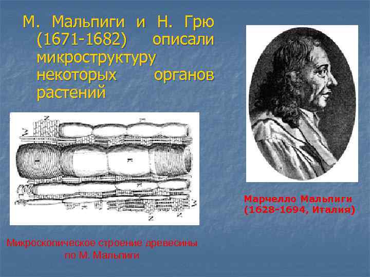 М. Мальпиги и Н. Грю (1671 -1682) описали микроструктуру некоторых органов растений Марчелло Мальпиги